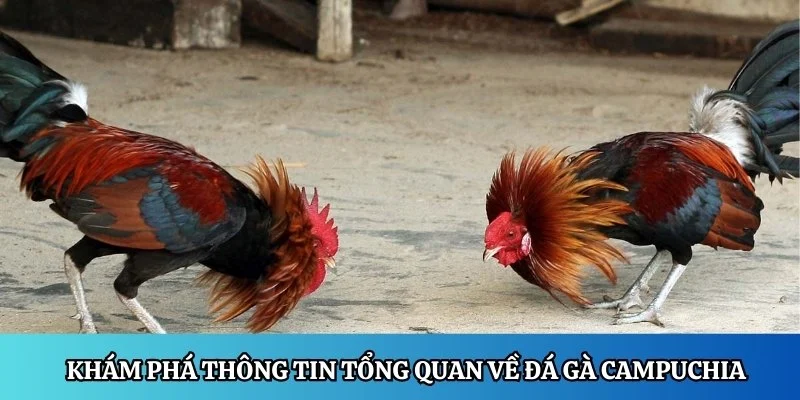 Khám phá thông tin tổng quan về đá gà Campuchia