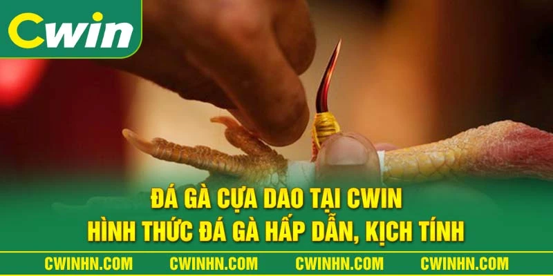 Đá Gà Cựa Dao Tại Cwin: Hình Thức Đá Gà Hấp Dẫn, Kịch Tính